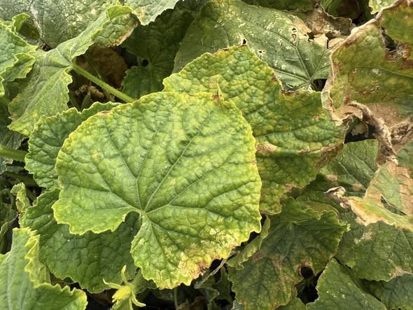 ممكن تشخيص للمرض